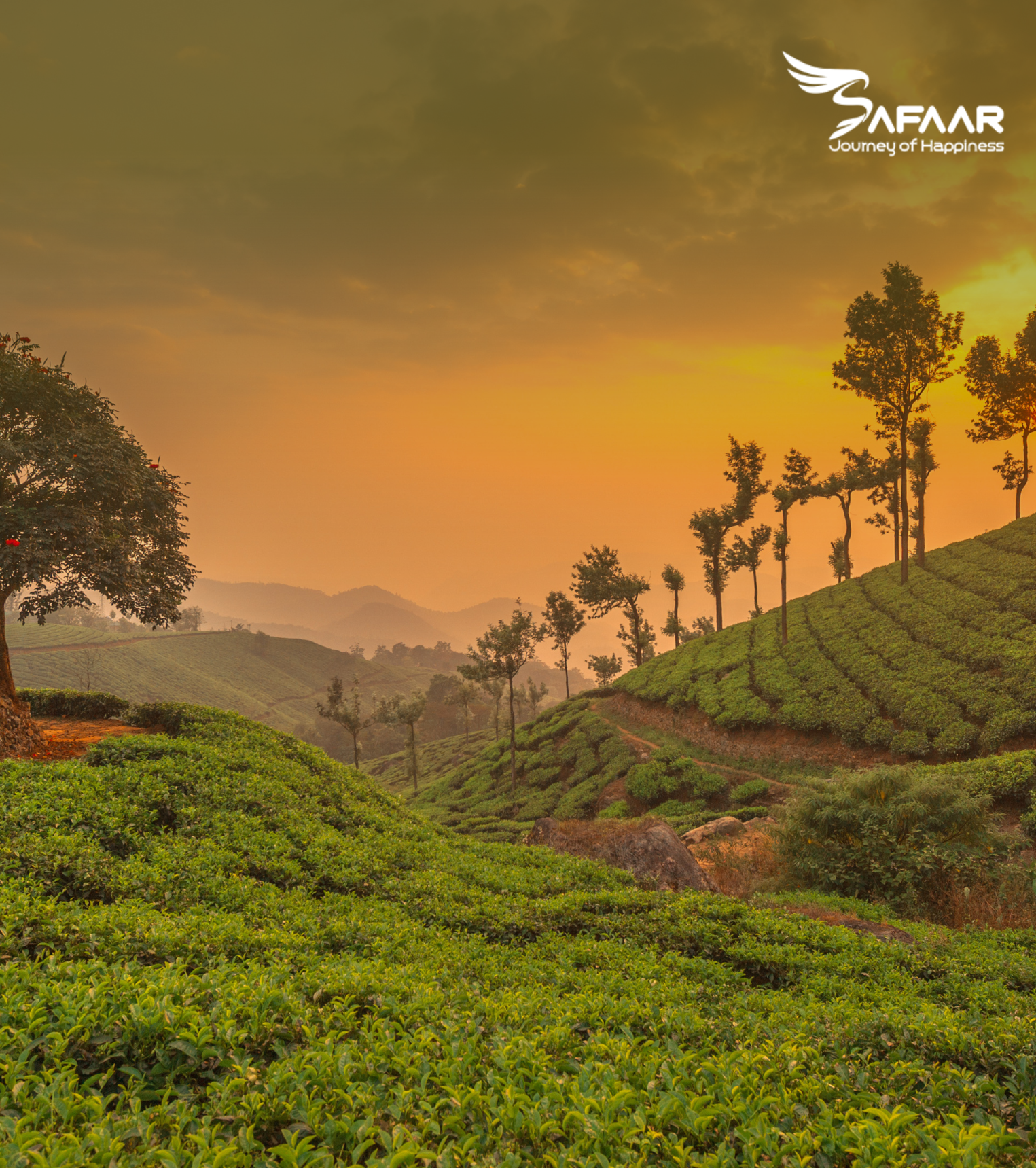 Munnar, Kerala – Monsoon Beauty in the Western Ghats