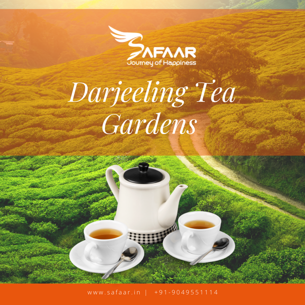 Darjeeling Tea Gardens