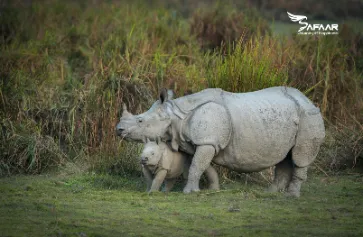 Kaziranga Travel Packages