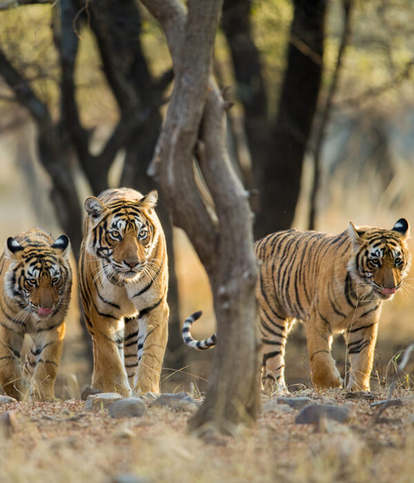 Wildlife packages