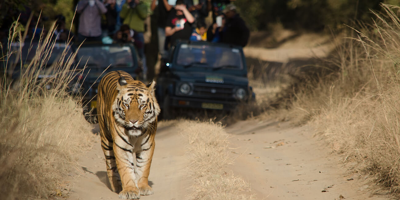 Wildlife packages