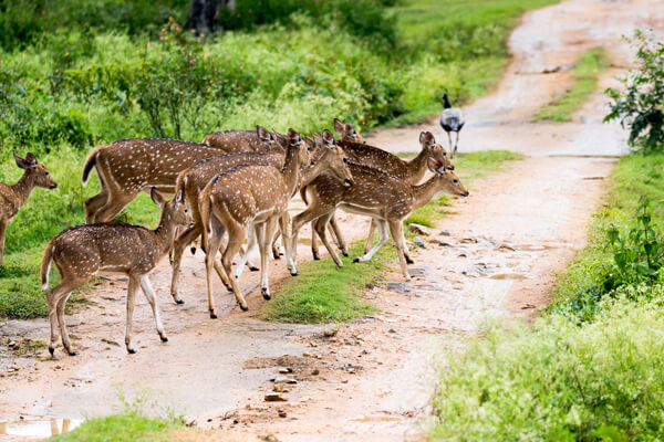 Wildlife packages