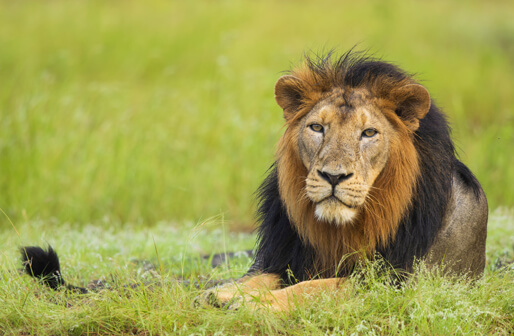 Gir National Park