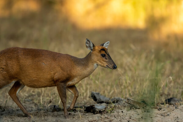 Wildlife packages