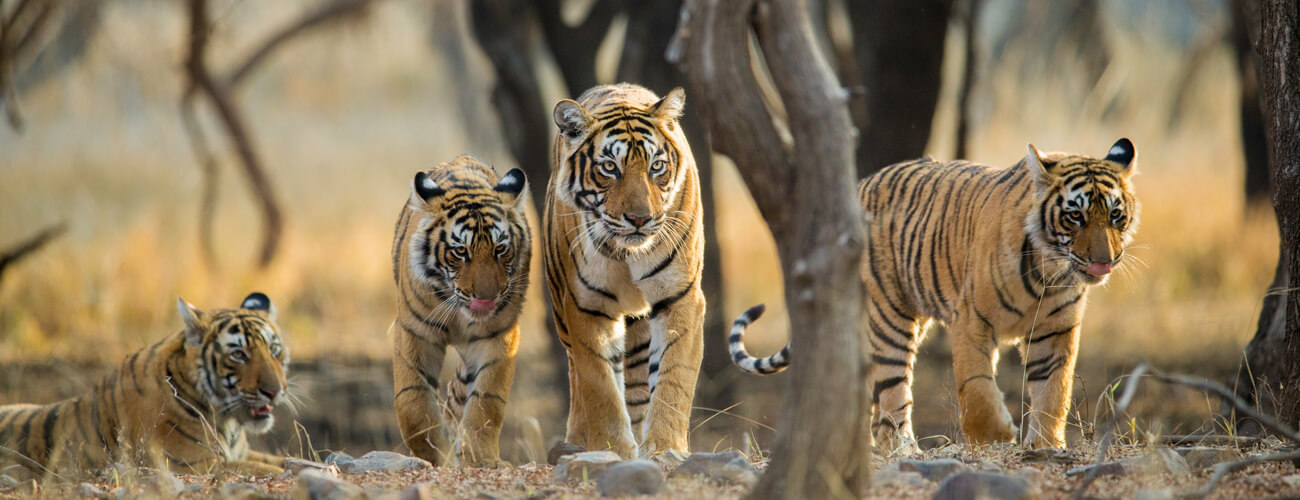 Wildlife packages