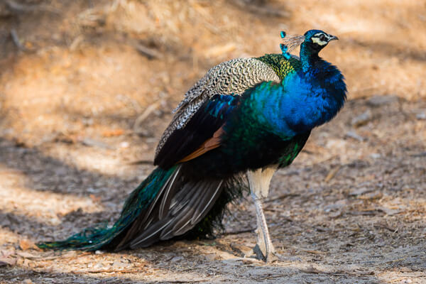 Wildlife packages